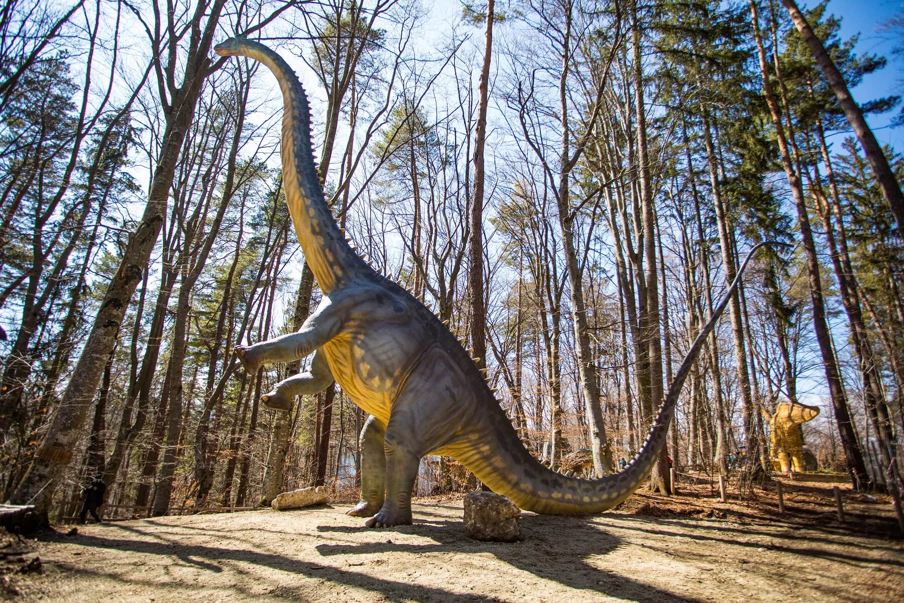 Diplodocus